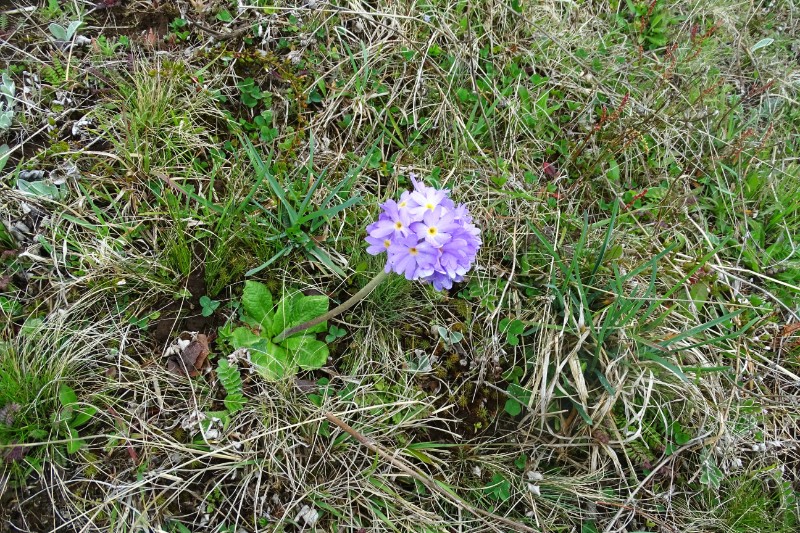 垂花报春 Primula flaccida N. P. Balakr (3)