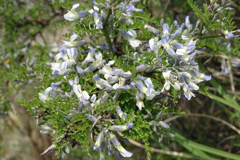 刺槐Robinia pseudoacacia L.-郑远见摄于大海子 (5)
