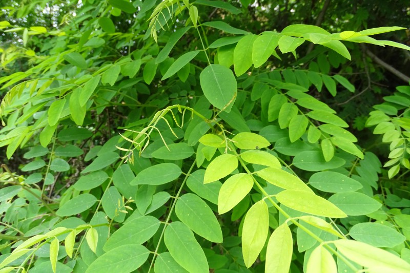 刺槐Robinia pseudoacacia L.-郑远见摄于大海子 (7)
