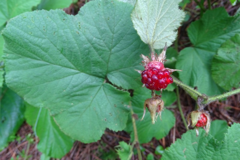 粗叶悬钩子Rubus alceaefolius Poir (5)