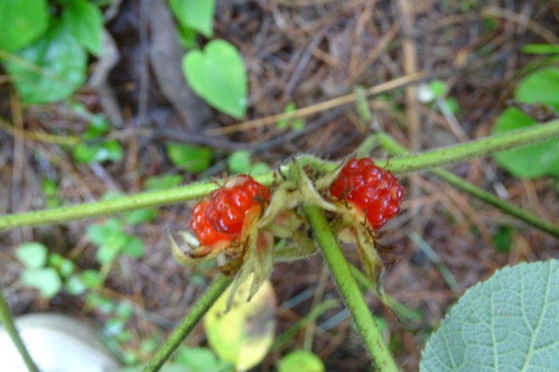 粗叶悬钩子Rubus alceaefolius Poir (7)