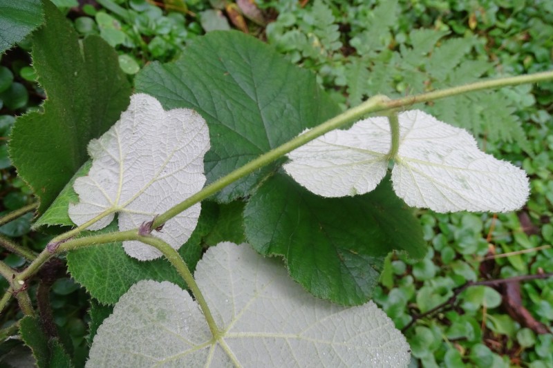 粗叶悬钩子Rubus alceaefolius Poir (1)