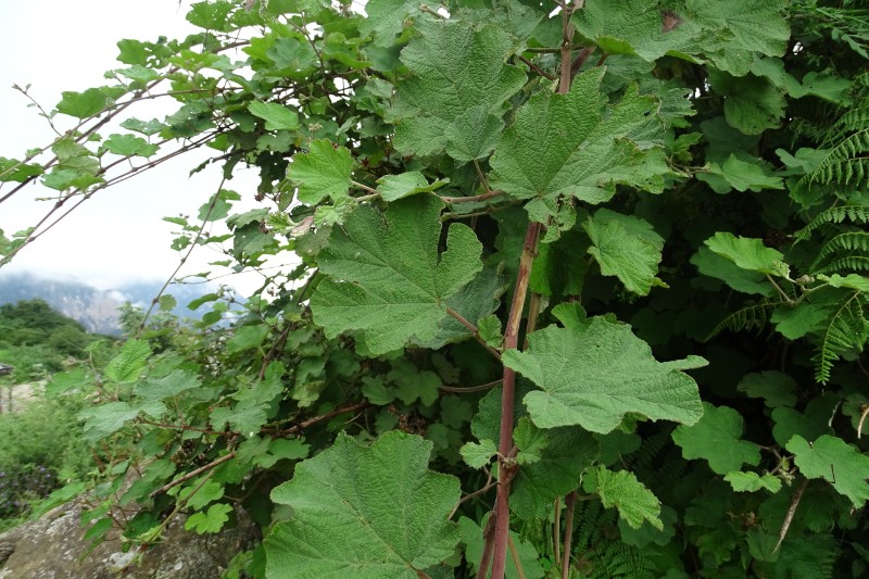 粗叶悬钩子Rubus alceaefolius Poir (2)