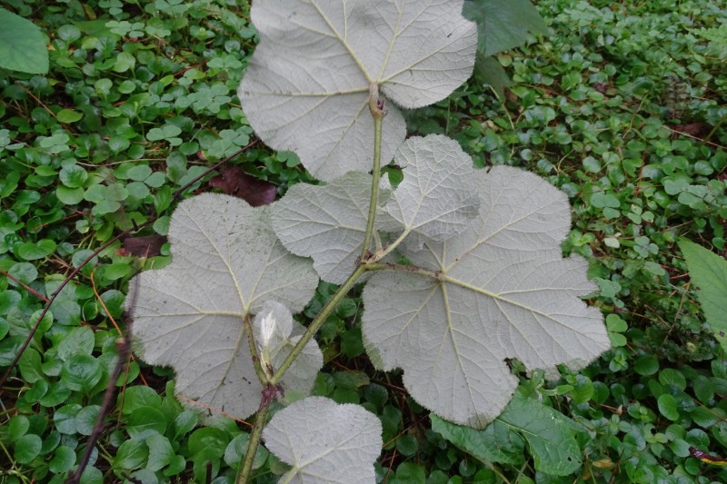 粗叶悬钩子Rubus alceaefolius Poir (14)