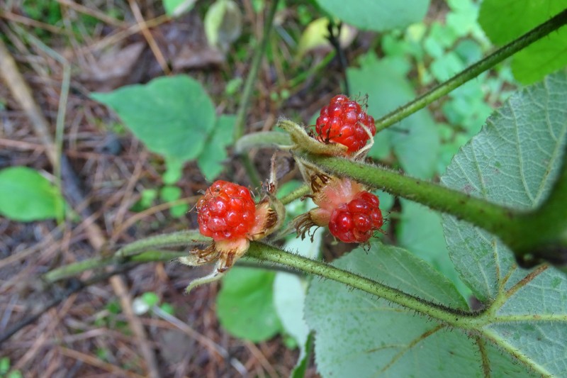 粗叶悬钩子Rubus alceaefolius Poir (8)