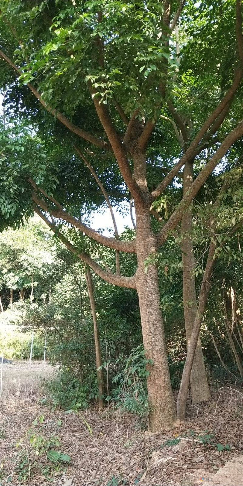 黄花梨树1