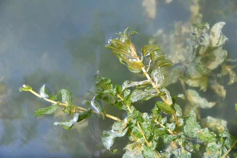 穿叶眼子菜