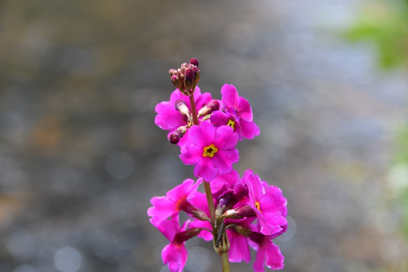 海仙报春花