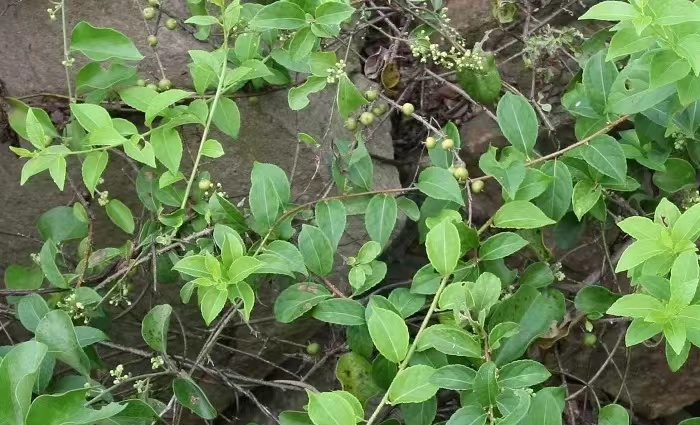 圖片1