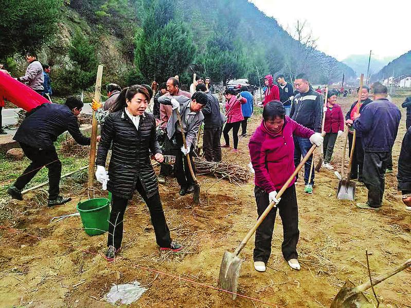 柞水县红岩寺镇盘龙寺村群众抢抓时机种植连翘