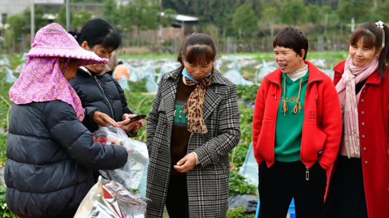 每逢周末是陈翠连最为忙碌的日子，不少游客慕名前来采摘草莓