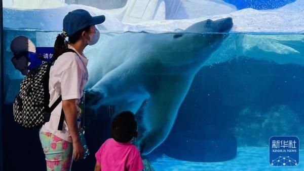 天津海昌極地海洋公園為北極熊“披薩”慶生