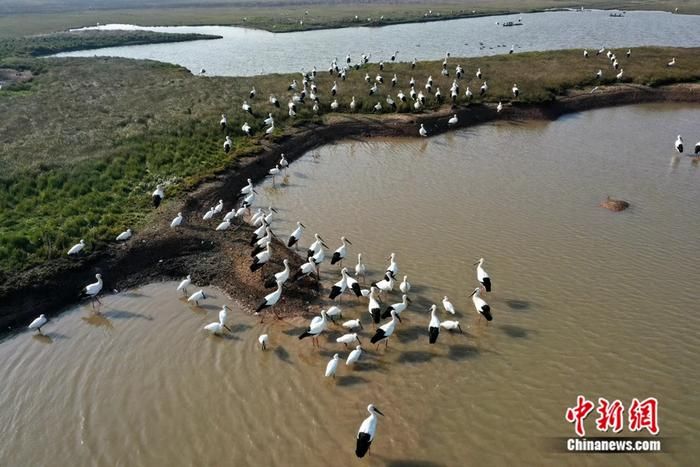 天津濕地修復(fù)治理吸引候鳥“舞翩躚”