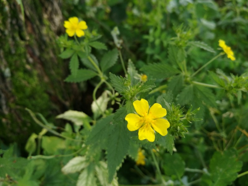 物种资讯 植物资讯  蛇含 委陵菜中有蛇含,虽似藤本不攀援.