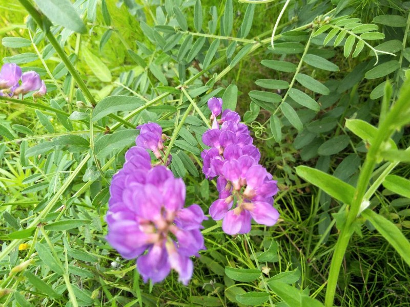 日月峡中草药(1135)--山野豌豆7