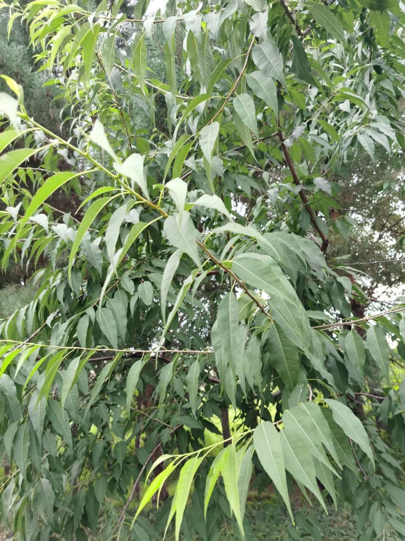 微信图片_20200809091852吴洋