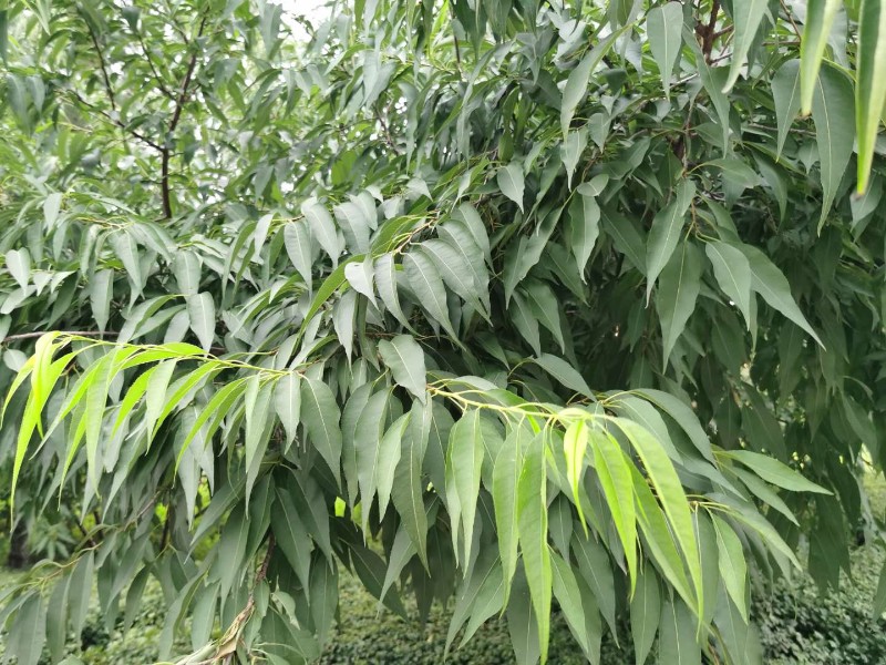 微信图片_20200809091840吴洋
