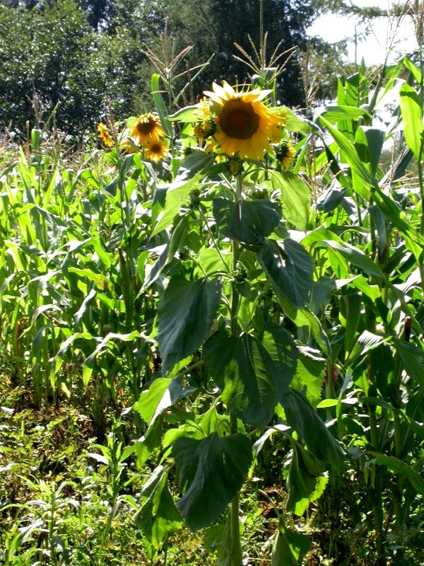 20060812sun_239x