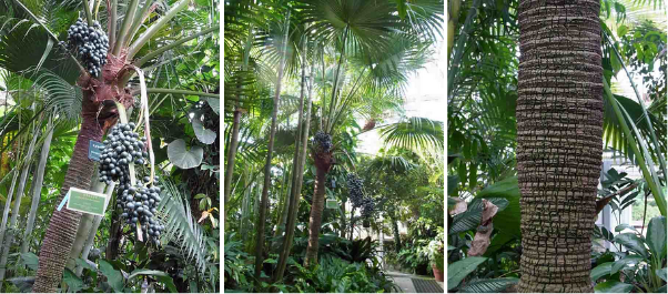 蒲葵小笠原亚种 来源:名古屋市立東山植物園官网