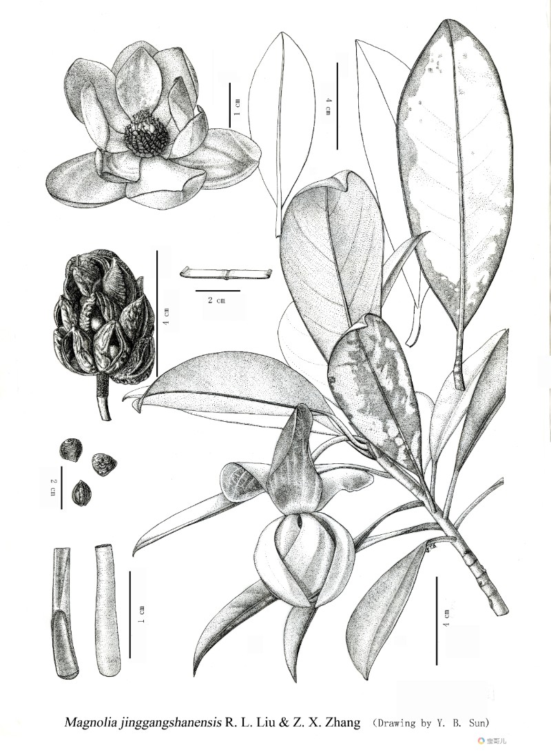 井冈山木兰 Magnolia jinggangshanensis R. L. Liu & Z. X. Zhang（木兰科，木兰属的新种）