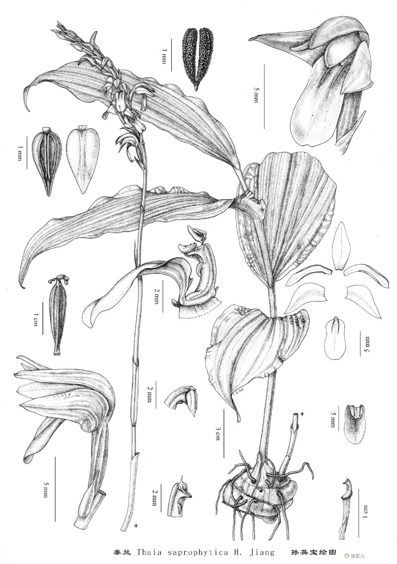 泰蘭 Thaia saprophytica（蘭科，泰蘭屬的新紀錄植物） 