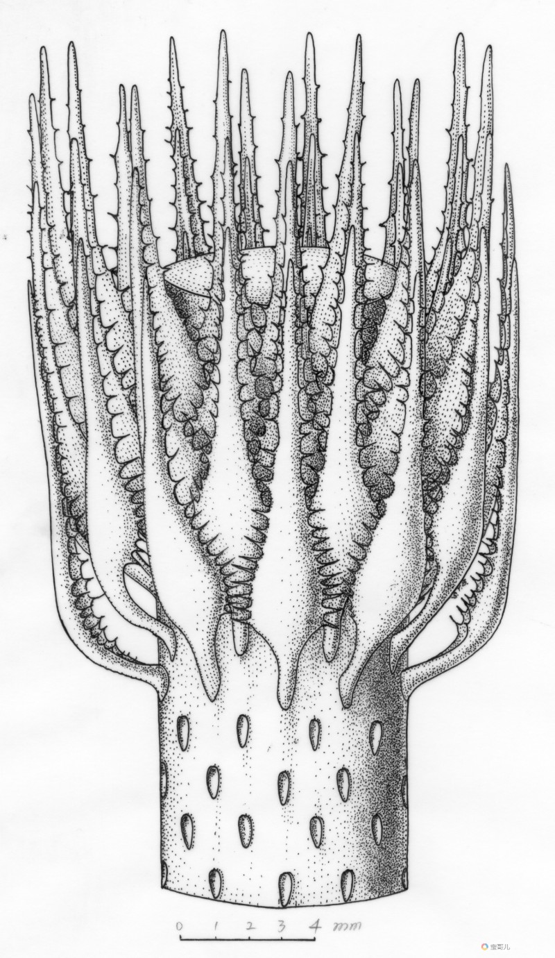 规则玉光蕨Yuguangia ordinata