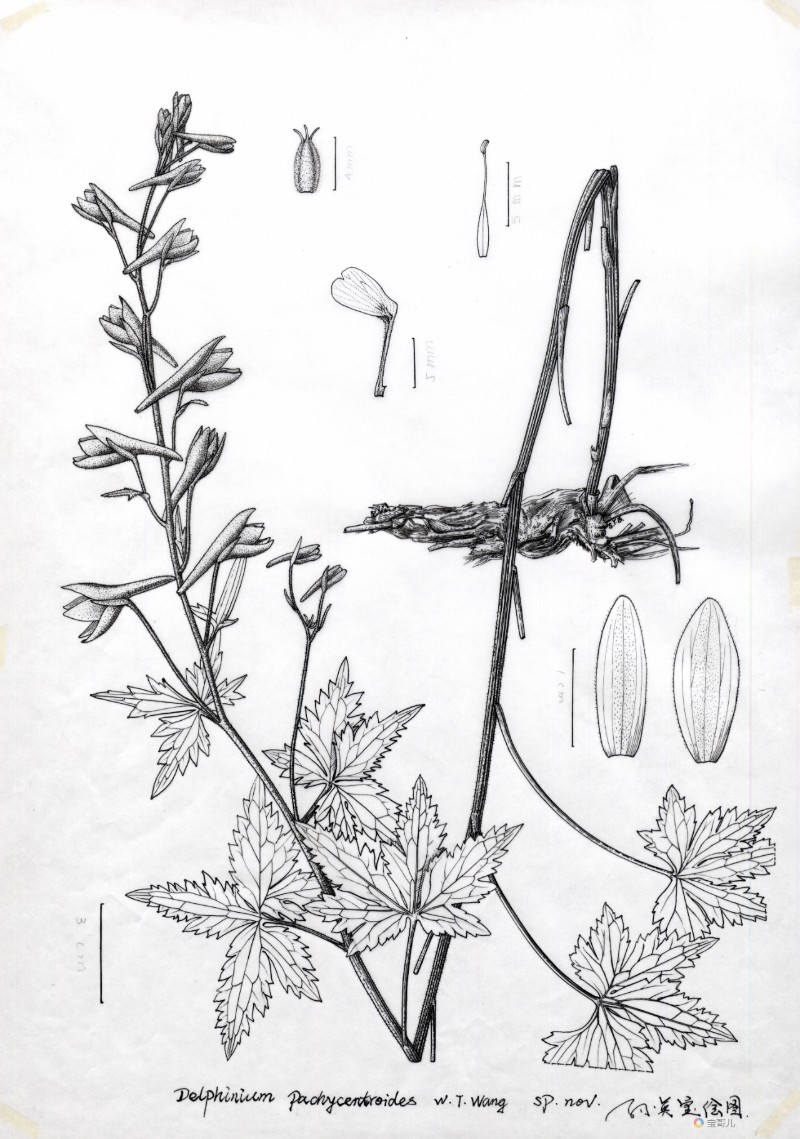 拟粗距翠雀花Delphinium pachycentroides