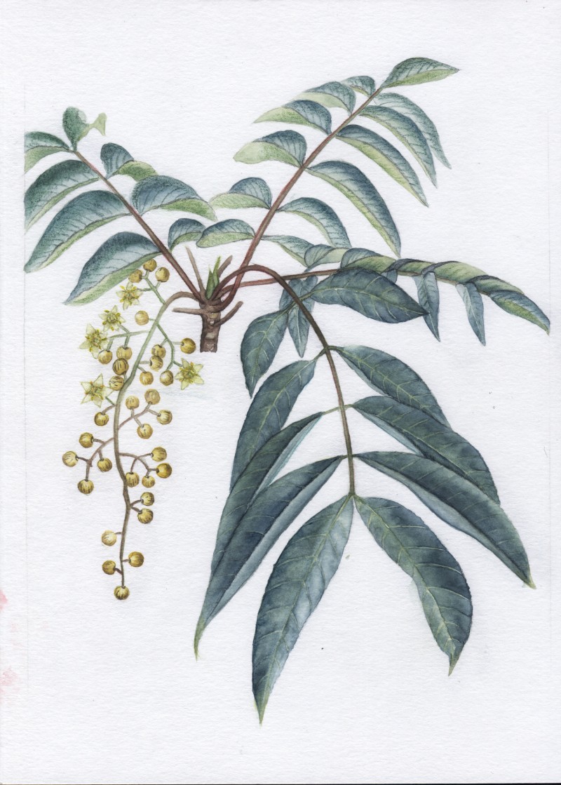 漆樹