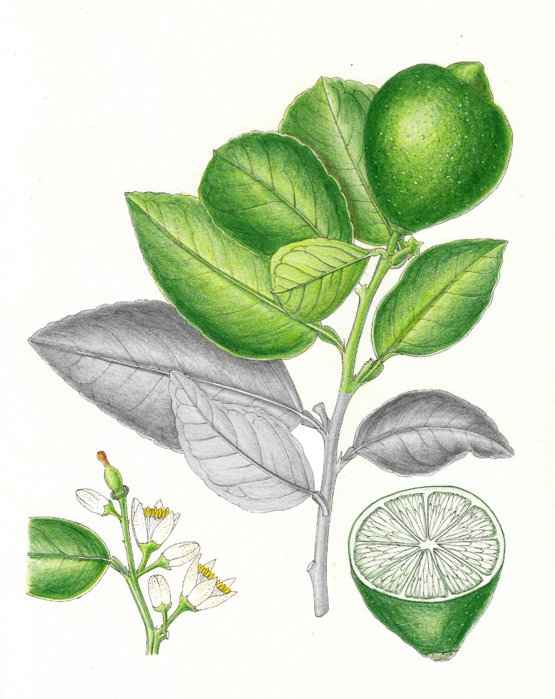 青檸(孫英寶仿繪)