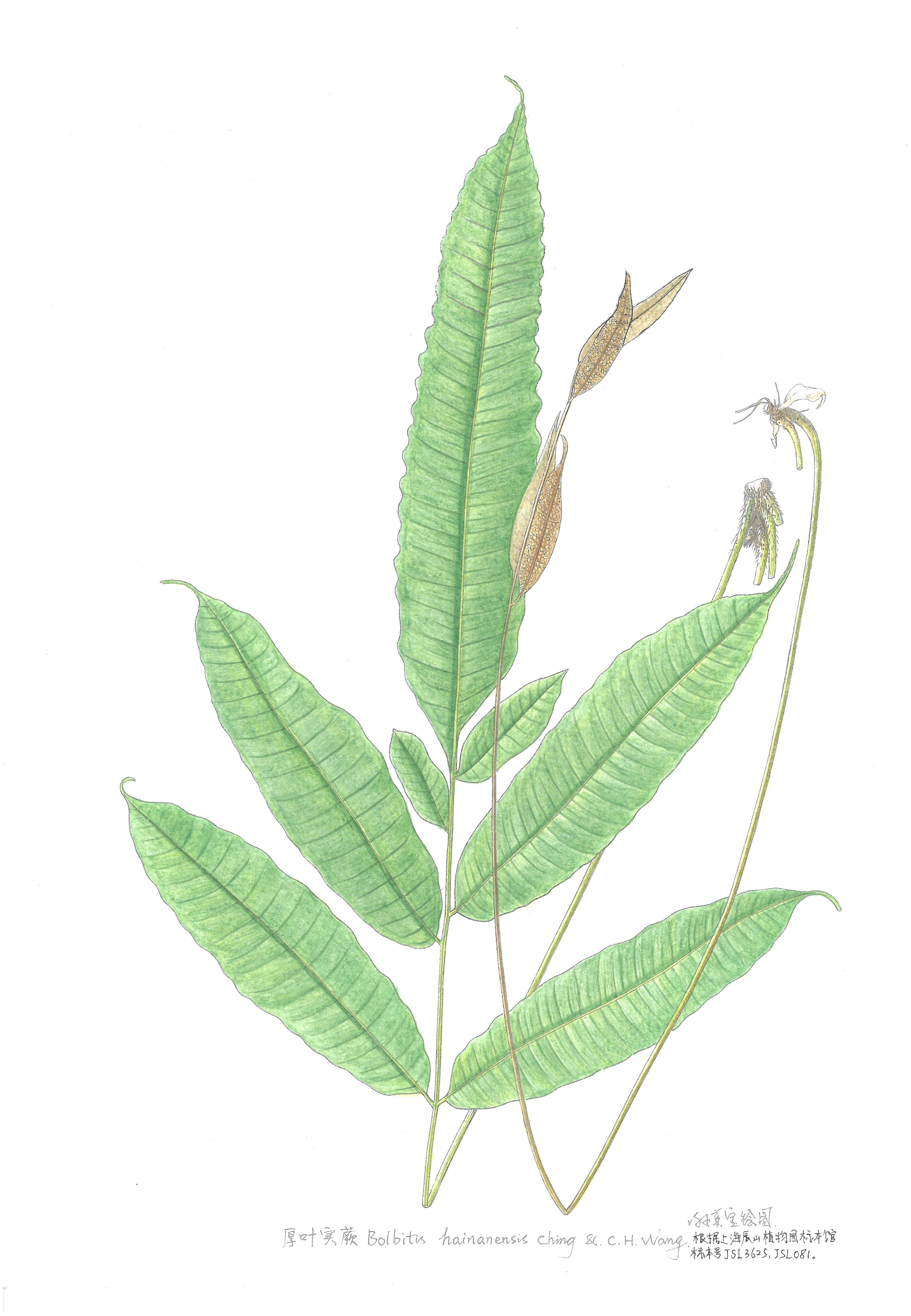 6. 厚葉實蕨（海南實蕨）