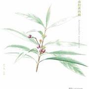 手绘中国钓鱼岛植物——南投黄肉楠