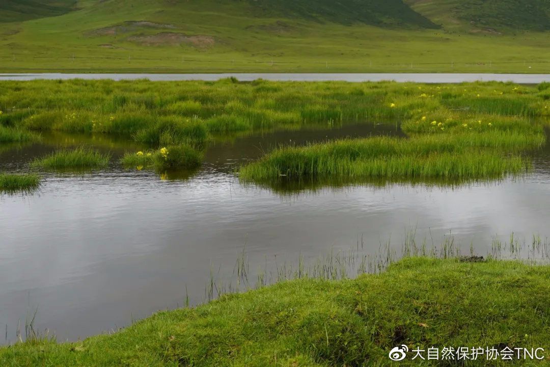 青海黄河源湿地   图片来源：TNC