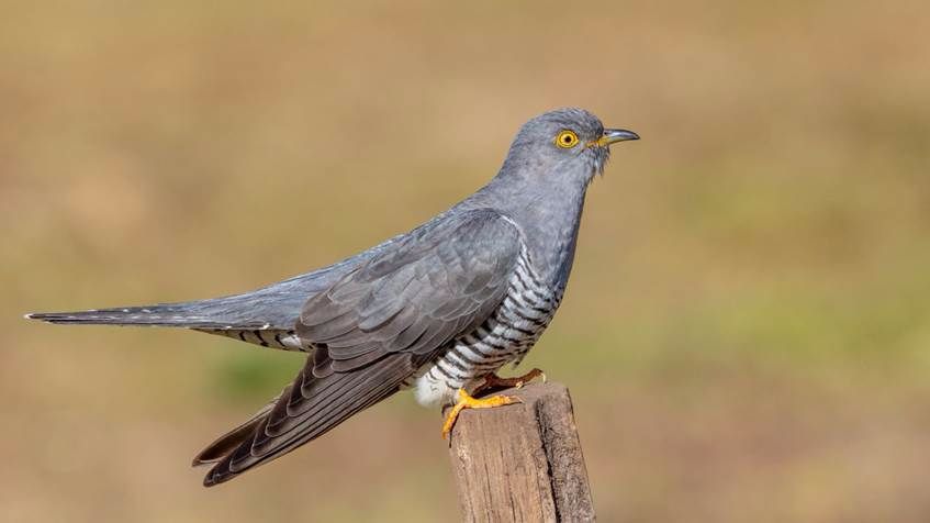 large grey bird with striped breast perched on a fence post