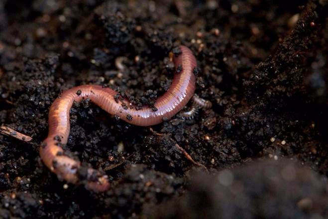 earthworm in soil