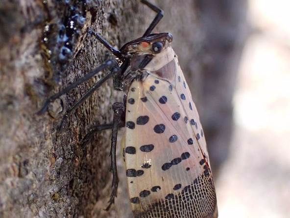 A spotted lantern fly on a tree.