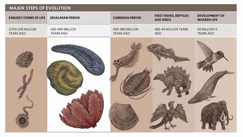 A timeline of life on Earth highlights the Ediacaran period.