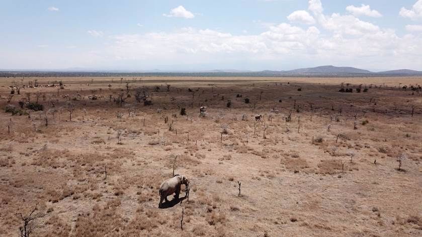 A horse in a dry field Description automatically generated