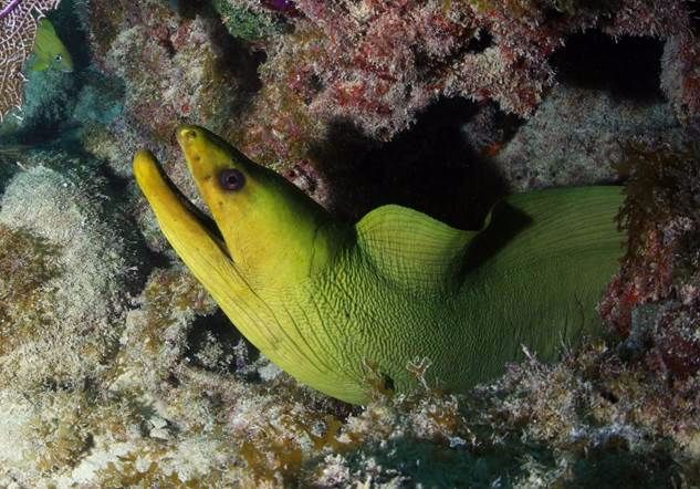 green eel peaking out on a coral reef