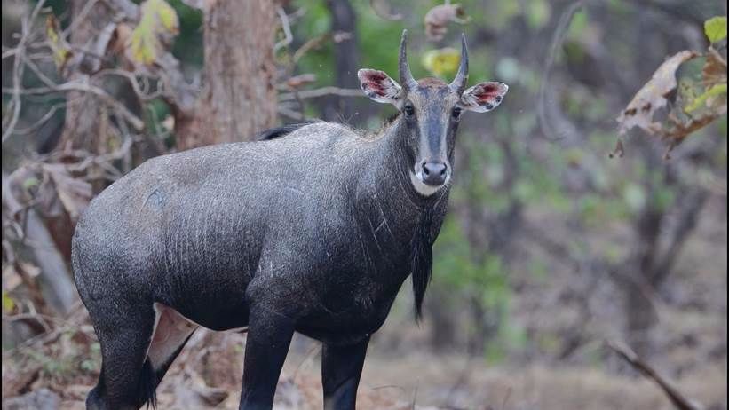 large deer like animal standing in forest