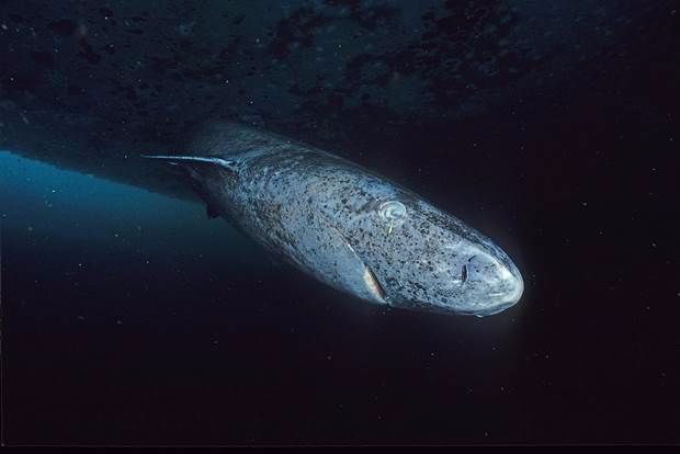 shark in dark water with white worm-like object on its eye