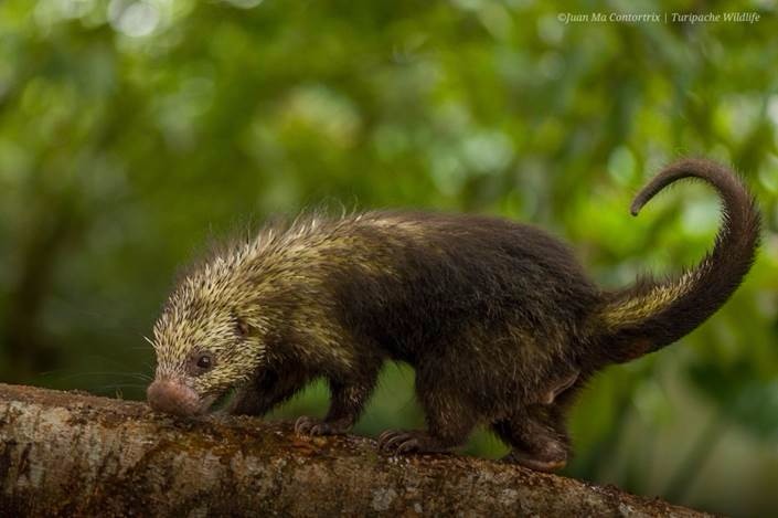 porcupine walking on a tree branch