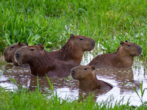 four large capybara sitting in a wetland