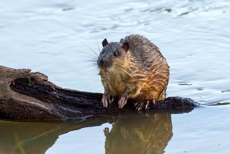 rakali sitting by the water's edge facing the camera