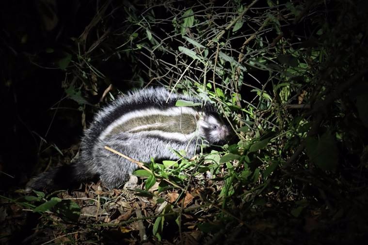 rat with black and white stripe in the beam of a flashlight