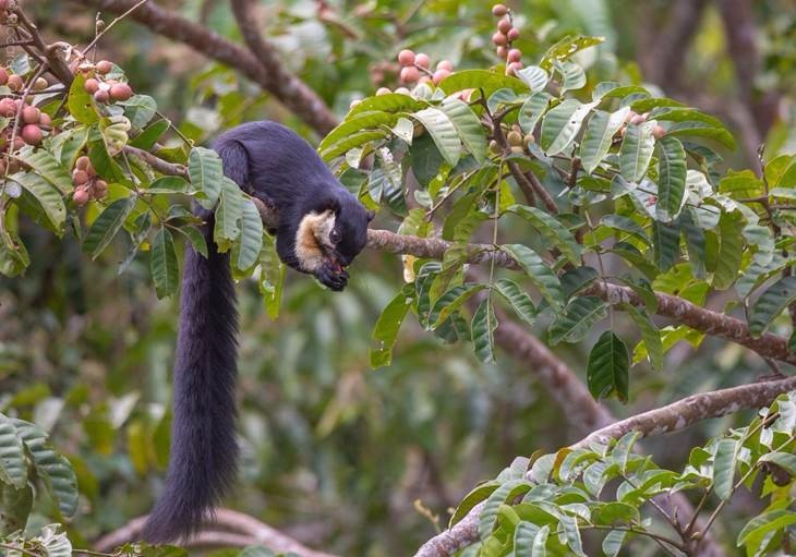 large black squirrel eating in a tree