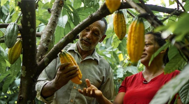 people looking at a cocoa tree.