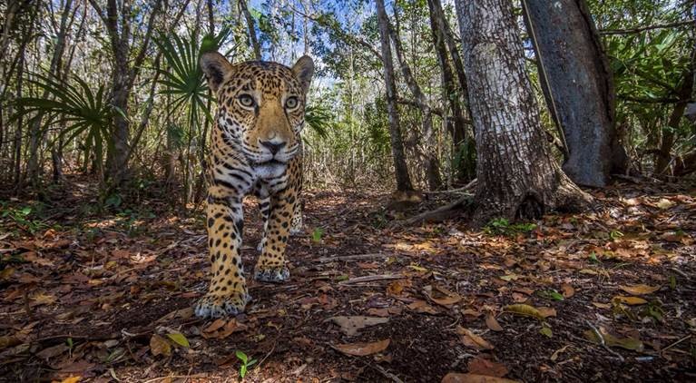 a jaguar stalks through a forest in mexico