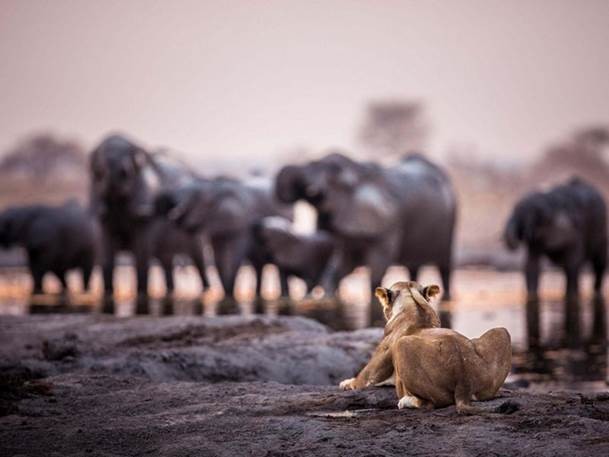 A lioness looks out on a group of elephants drinking from a watering hole. 