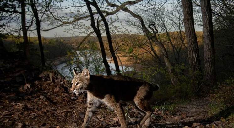A large, wild cat passes through a dark forest.