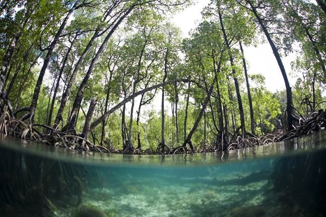 a split view above and below the surface of a coastal mangrove forest.